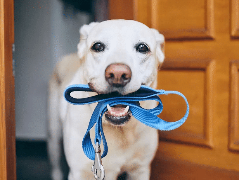 dog holding leash in mouth